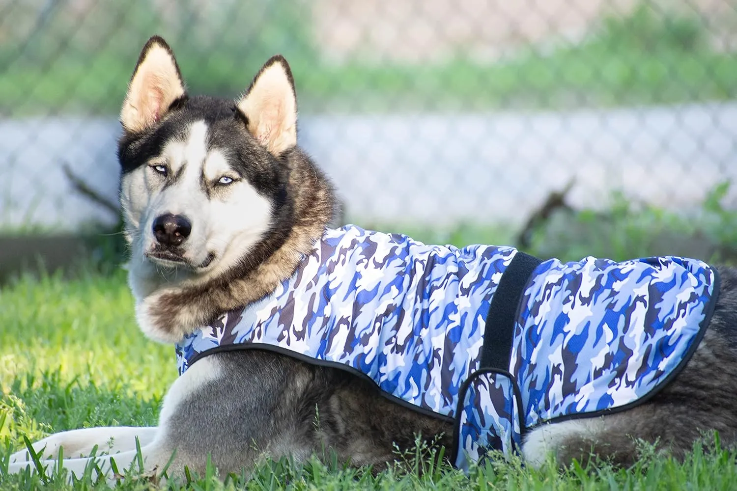 Dog Cooling Vest - 2-Layer Lightweight Performance - UPF50  Full Coverage & Adjustable Fit for Small to Large Dogs (Blue, Small)