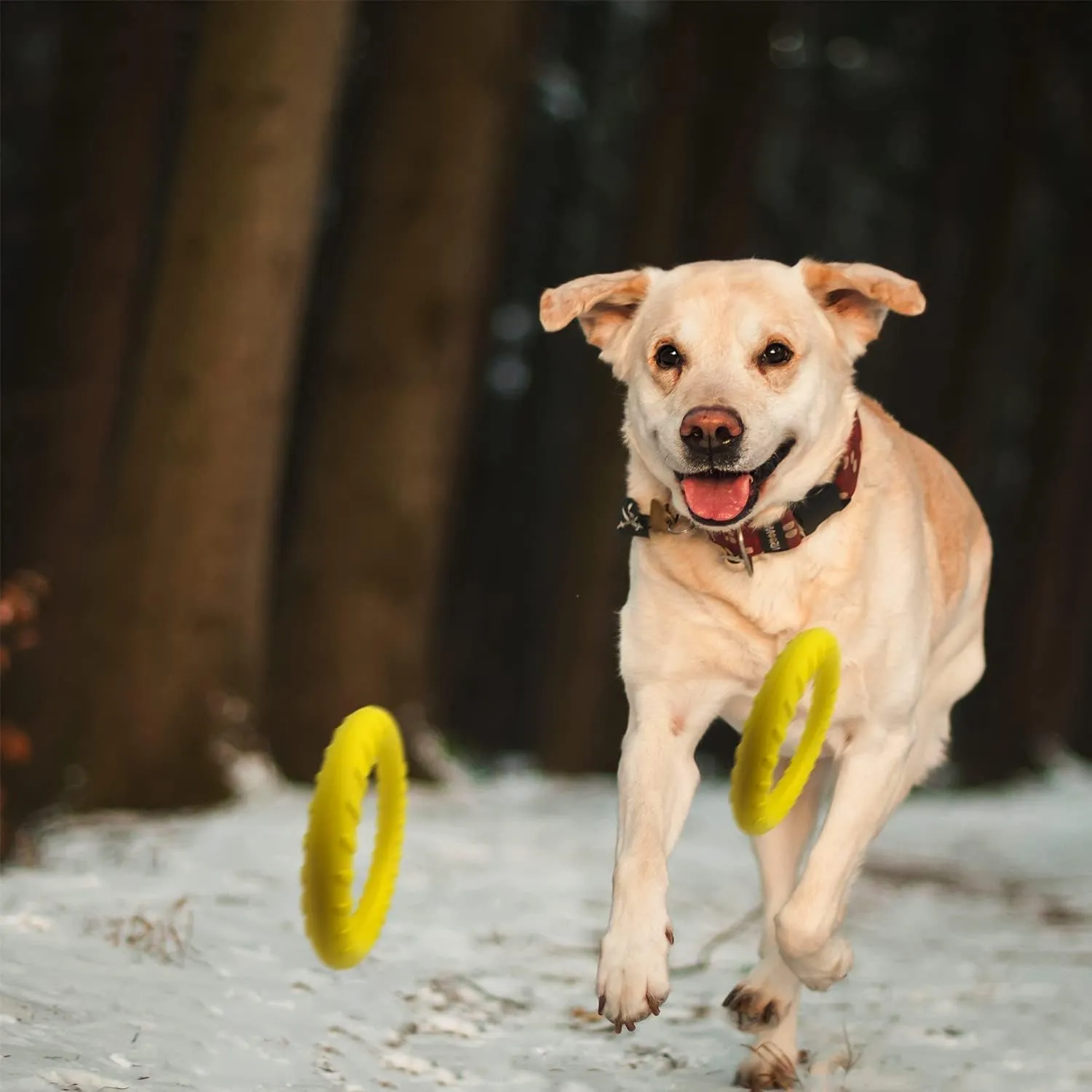 Dog Flying Disc,Floating Dog Ring Toys, Indestructible Dog Chew Toys for Small Chewers Dog Toys for Pool,Float Durable Outdoor &Indoor Puppy Toy for Throwing,Catching,Swimming,Training