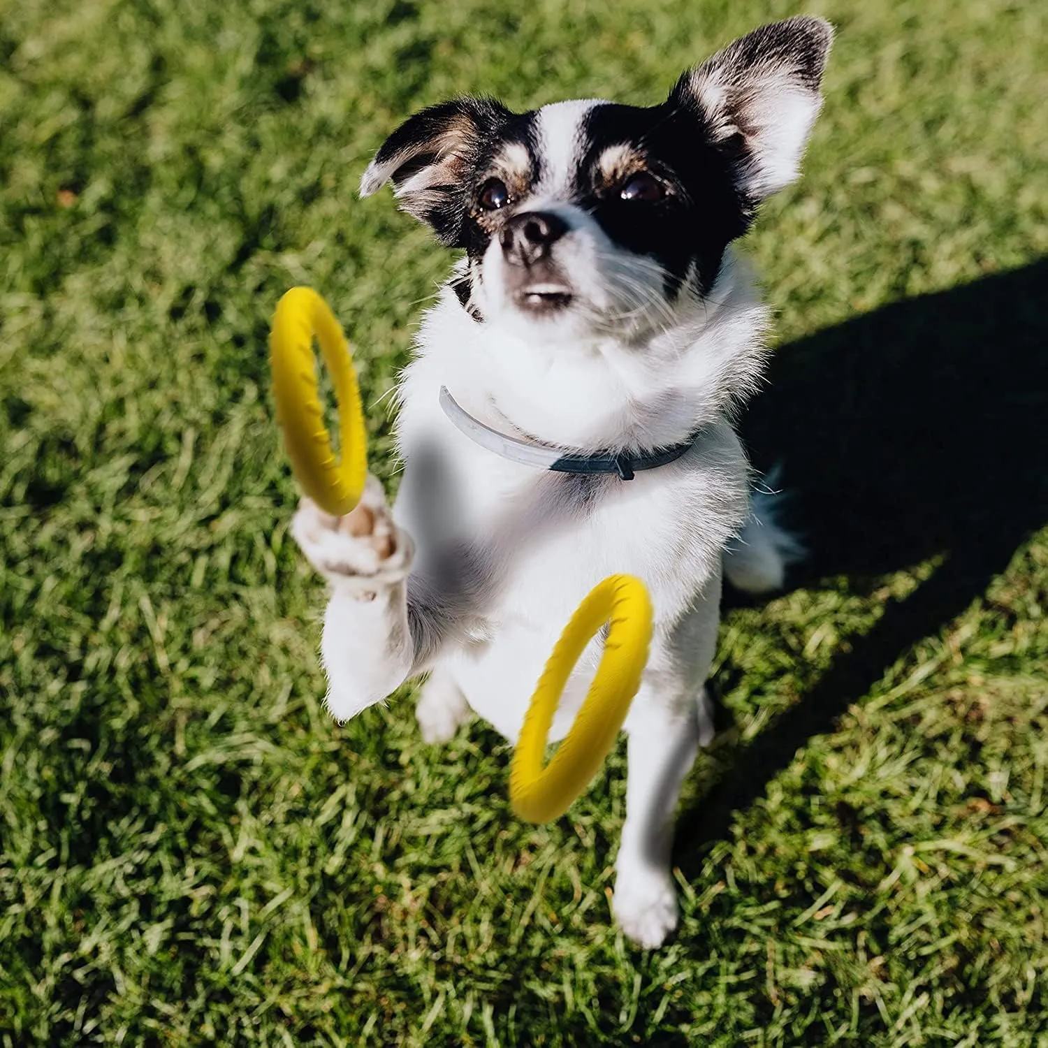 Dog Flying Disc,Floating Dog Ring Toys, Indestructible Dog Chew Toys for Small Chewers Dog Toys for Pool,Float Durable Outdoor &Indoor Puppy Toy for Throwing,Catching,Swimming,Training