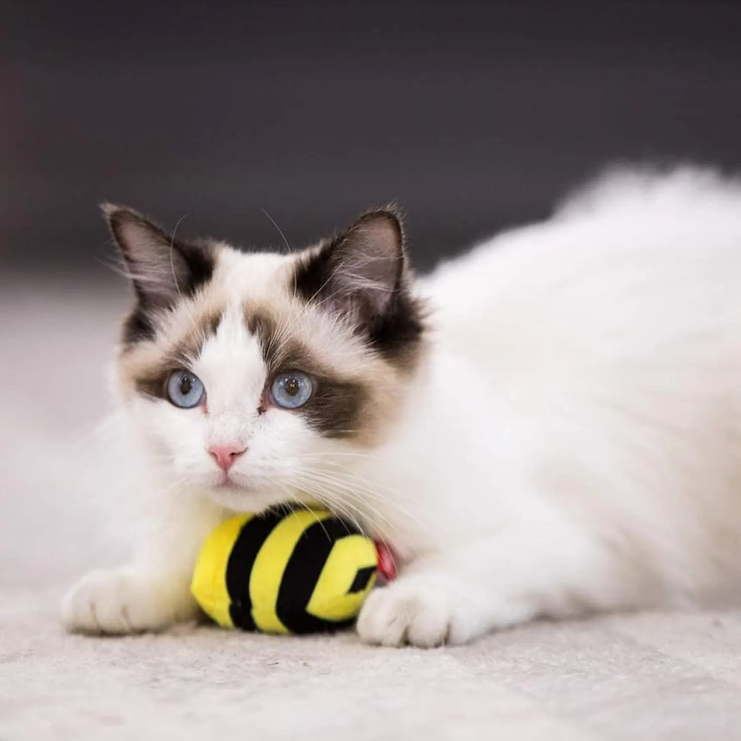 Gigwi Interactive Squeaking Cat ToyChirpy Bee Sound Toy for CatsMelody Chaser Play Squeak Kitten Toy for Boredom