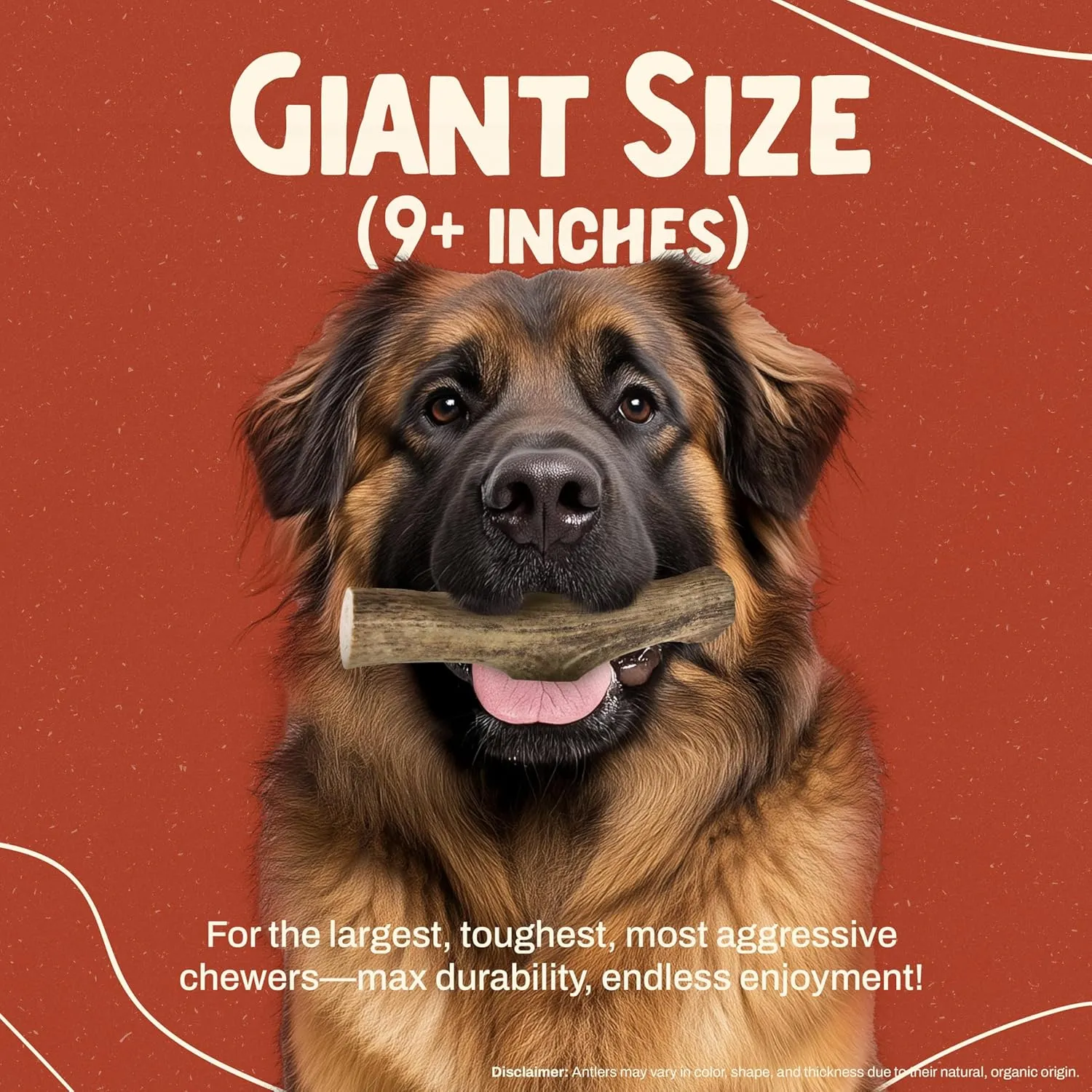 Heartland Elk Antlers for Dogs (Whole Elk, 9 ", Giant, 1-Pack)  Grade A, Naturally Shed | Durable, Odor-Free Chew for Aggressive Chewers & Puppies | Splinter-Free | USA Made | Veteran Owned