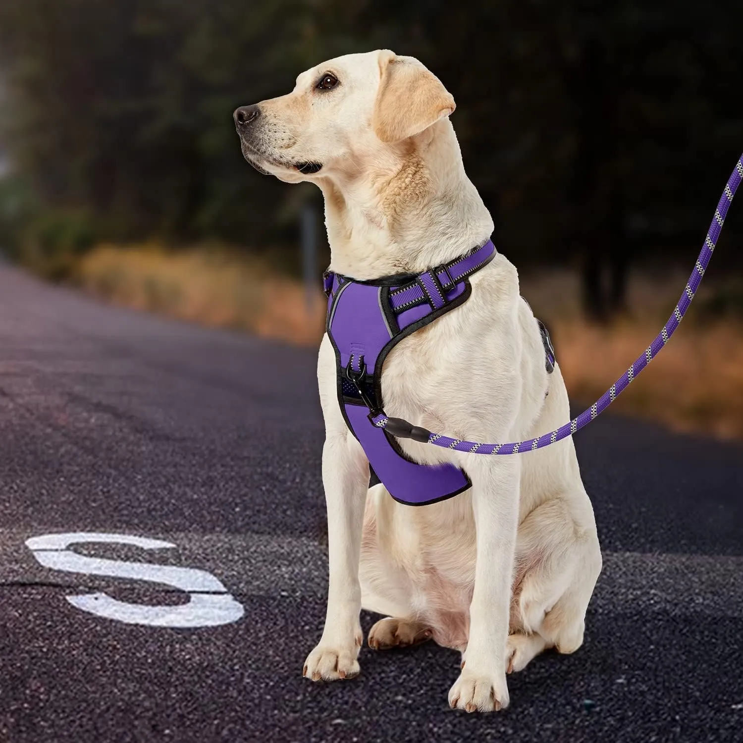 IVY&LANE No Pull Dog Harness for Small Dogs, Dog Vest Harness with Leash, Safety Belt and Storage Strap, Fully Adjustable Harness, 360 Reflective Strip, Soft Handle (Purple, S)