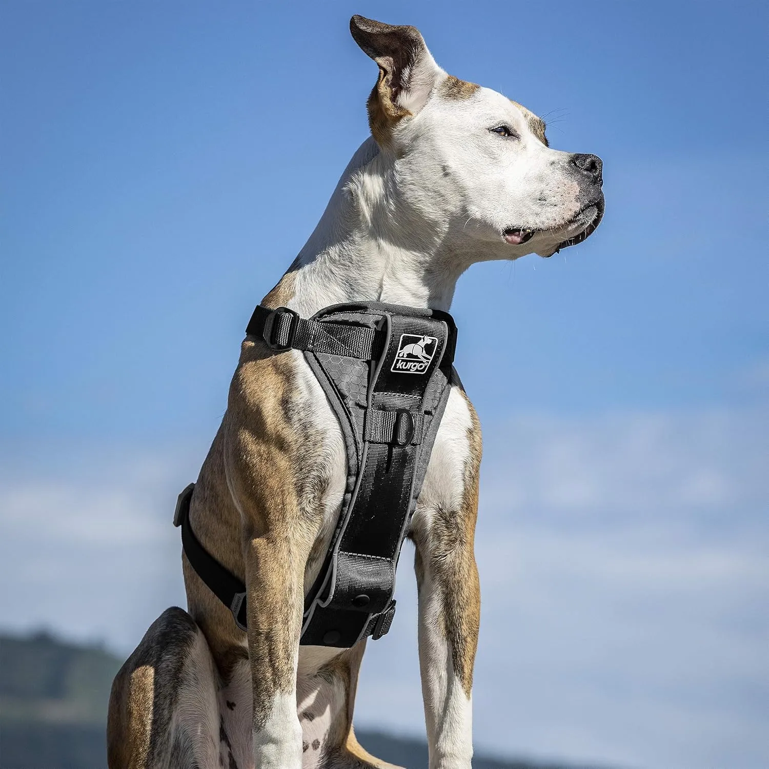 Kurgo Tru-Fit Smart Harness, Dog Harness, Pet Walking Harness, Quick Release Buckles, Front D-Ring for No Pull Training, Includes Dog Seat Belt Tether (Black, X-Large)