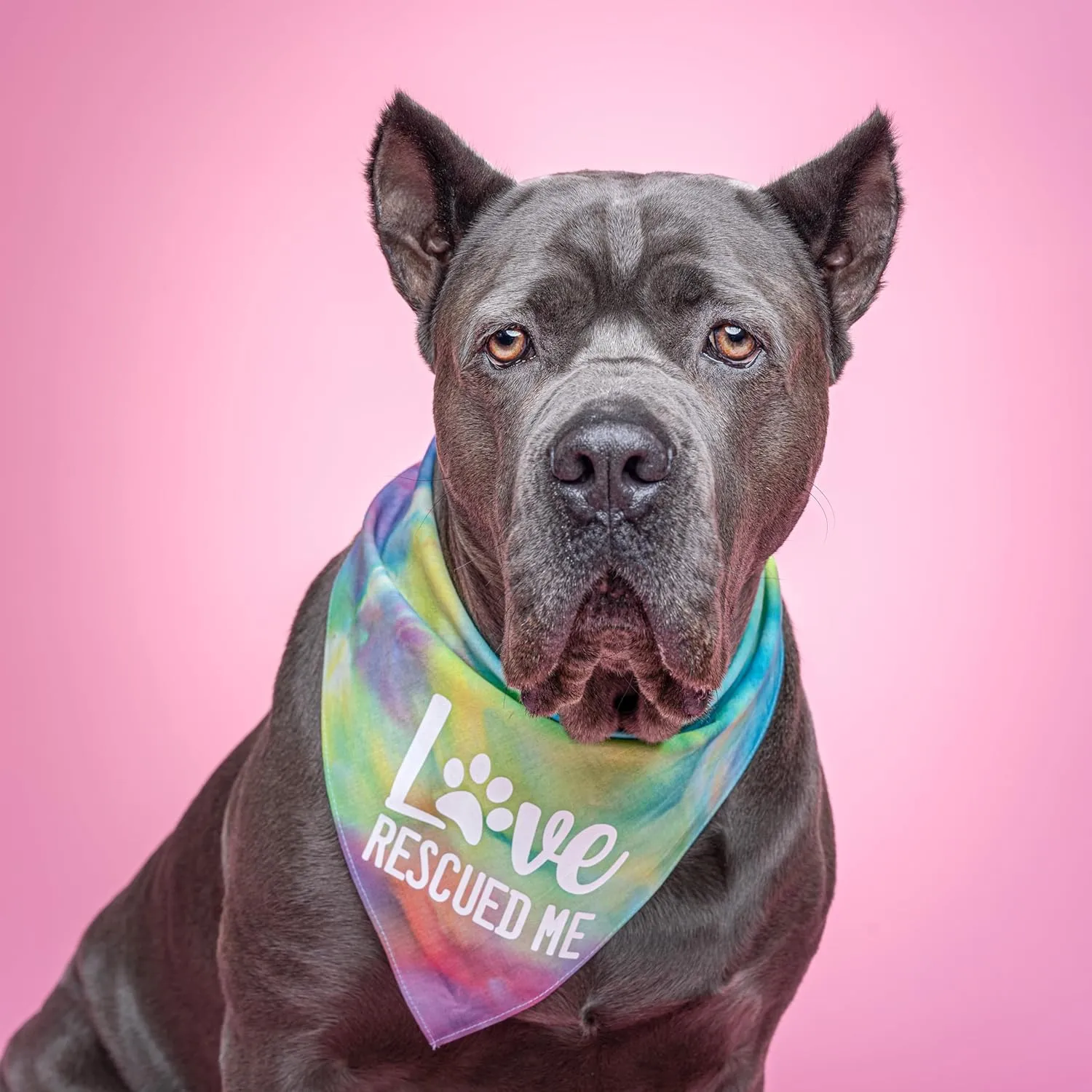 Love Rescued Me Dog Bandana | 100% Cotton Adjustable Triangle | Adoption Event Prop Photoshoot | Rescue | Puppy | New Dog |Navy, One Size (164)