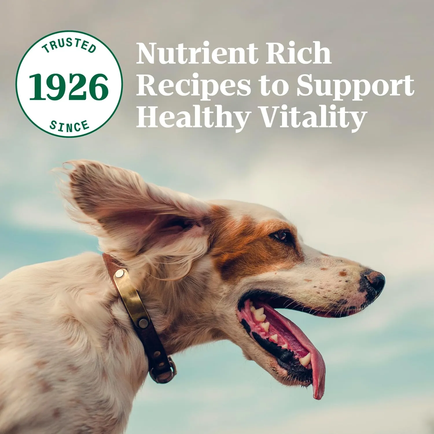 Nutro Natural Choice Small Bites Adult Dry Dog Food, Lamb and Brown Rice Recipe, 5 lbs.
