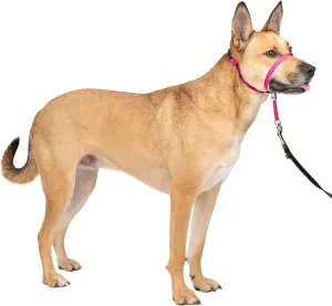 PetSafe Gentle Leader No-Pull Head Collar for Dogs, Dog Head Collar - The Ultimate Solution to Pulling, Padded Nose Loop, Quick-Snap Neck Strap, Dog Halter, Medium - Raspberry Pink