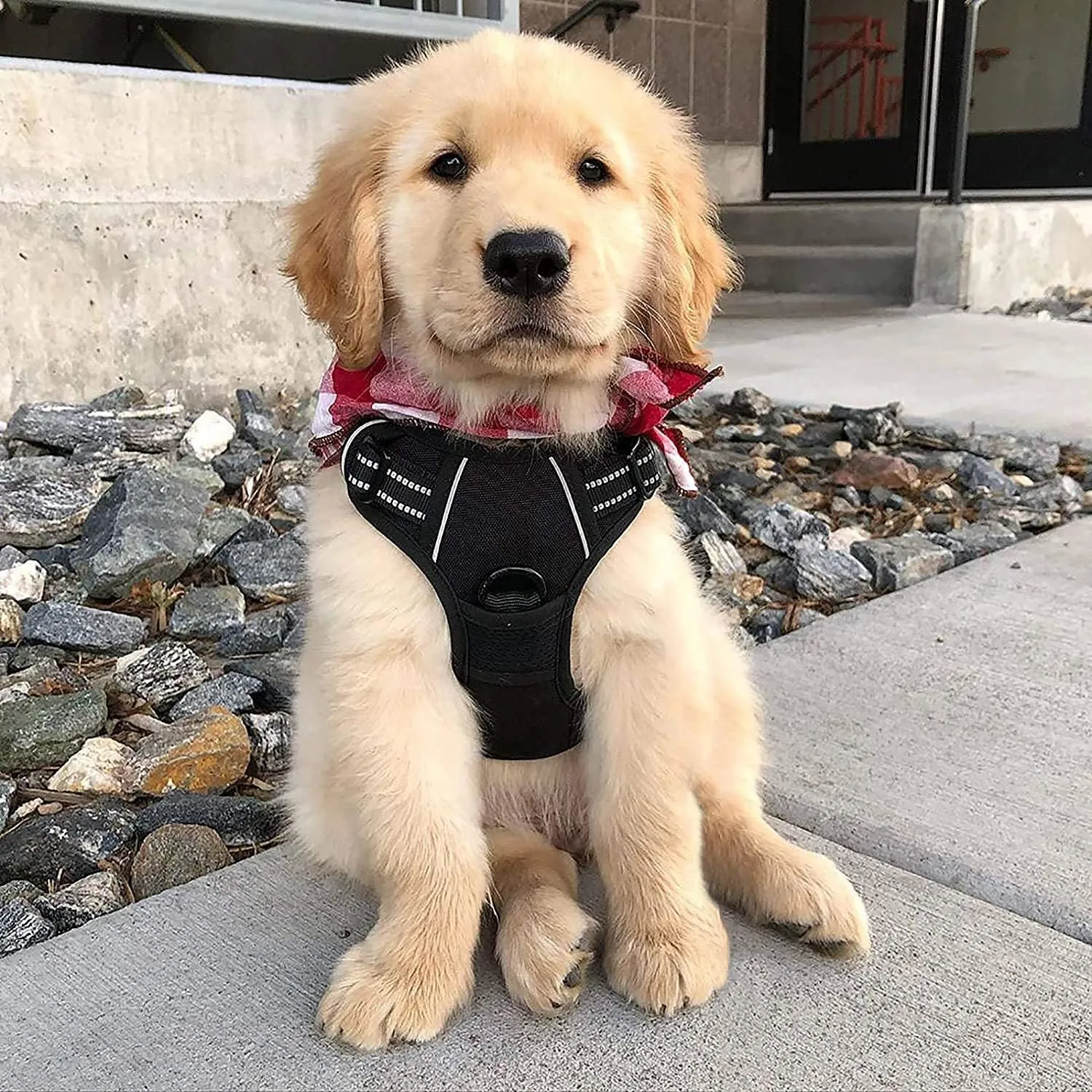 rabbitgoo Dog Harness No Pull with 2 Leash Clips, Adjustable Soft Padded, Reflective Oxford No Choke Pet Vest with Easy Control Handle for Small Dogs, Black, S