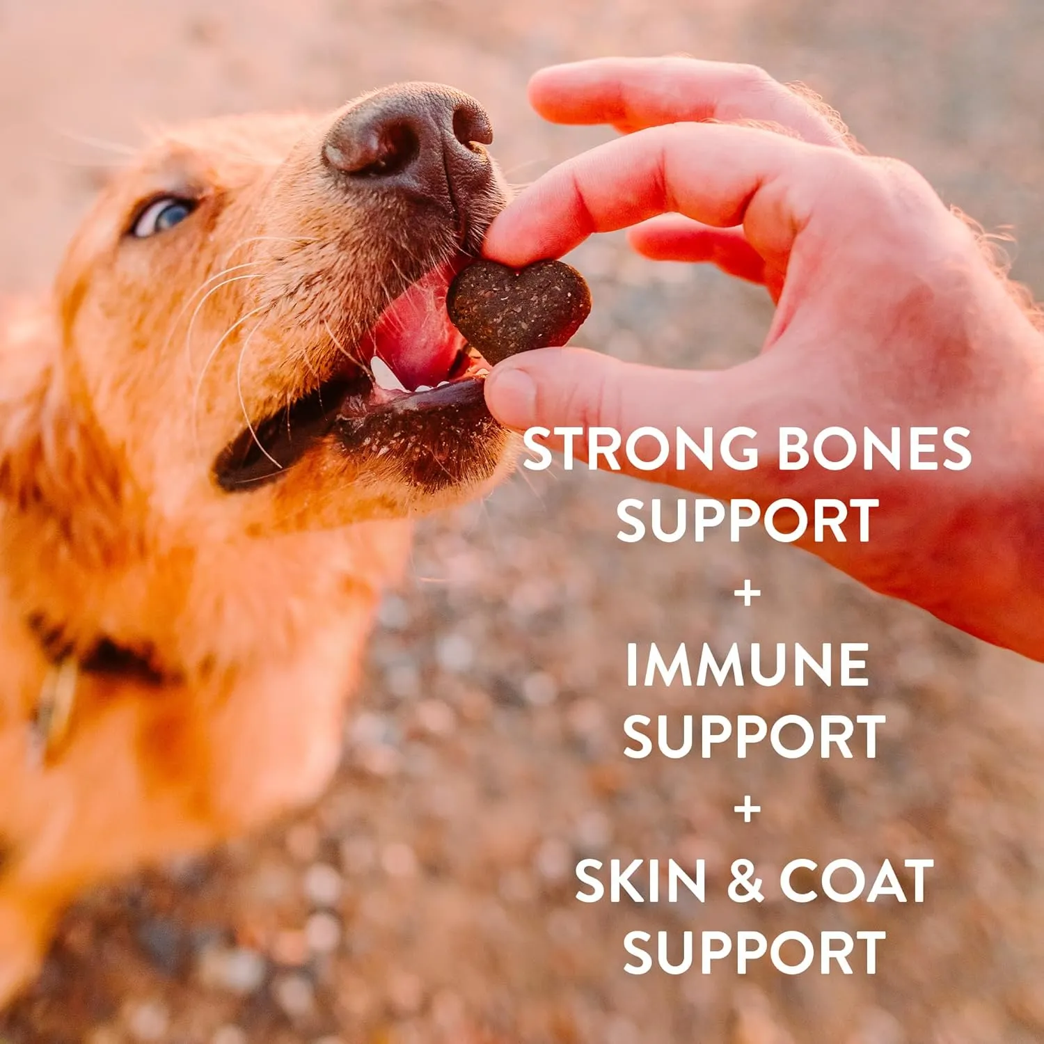 Shameless Pets Soft-Baked Dog Treats, Vegetarian Variety 5-Pack - Natural & Healthy Dog Chews for Small, Medium & Large Dogs - Dog Biscuits Baked & Made in USA, Free from Grain, Corn & Soy
