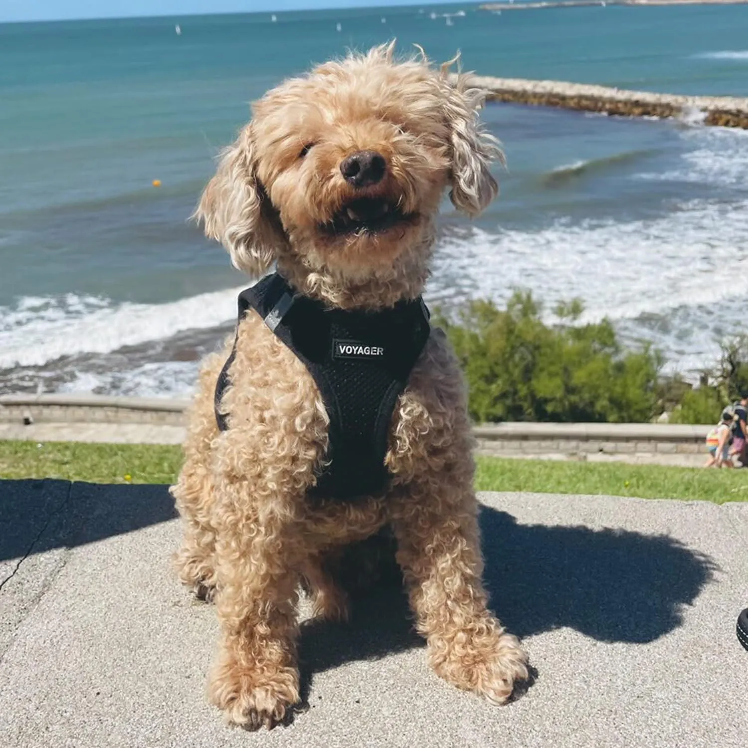 Voyager Step-In Air Dog Harness - All Weather Mesh, Reflective, No Pull Harness for Small, Medium Dogs, Cats - Secure with Hook & Loop Fastener, Buckle, Double D-Rings - Black/Black Trim, M