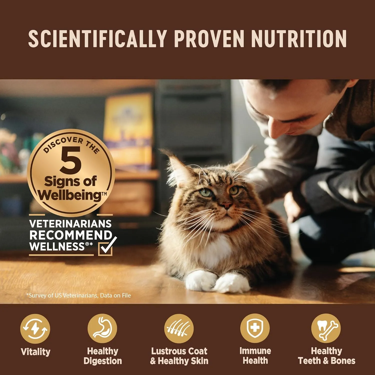 Wellness CORE  Digestive Health Pate Adult Wet Cat Food, Natural, Protein-Rich, Grain Free, 3 Ounce, 12 Pack (Turkey)