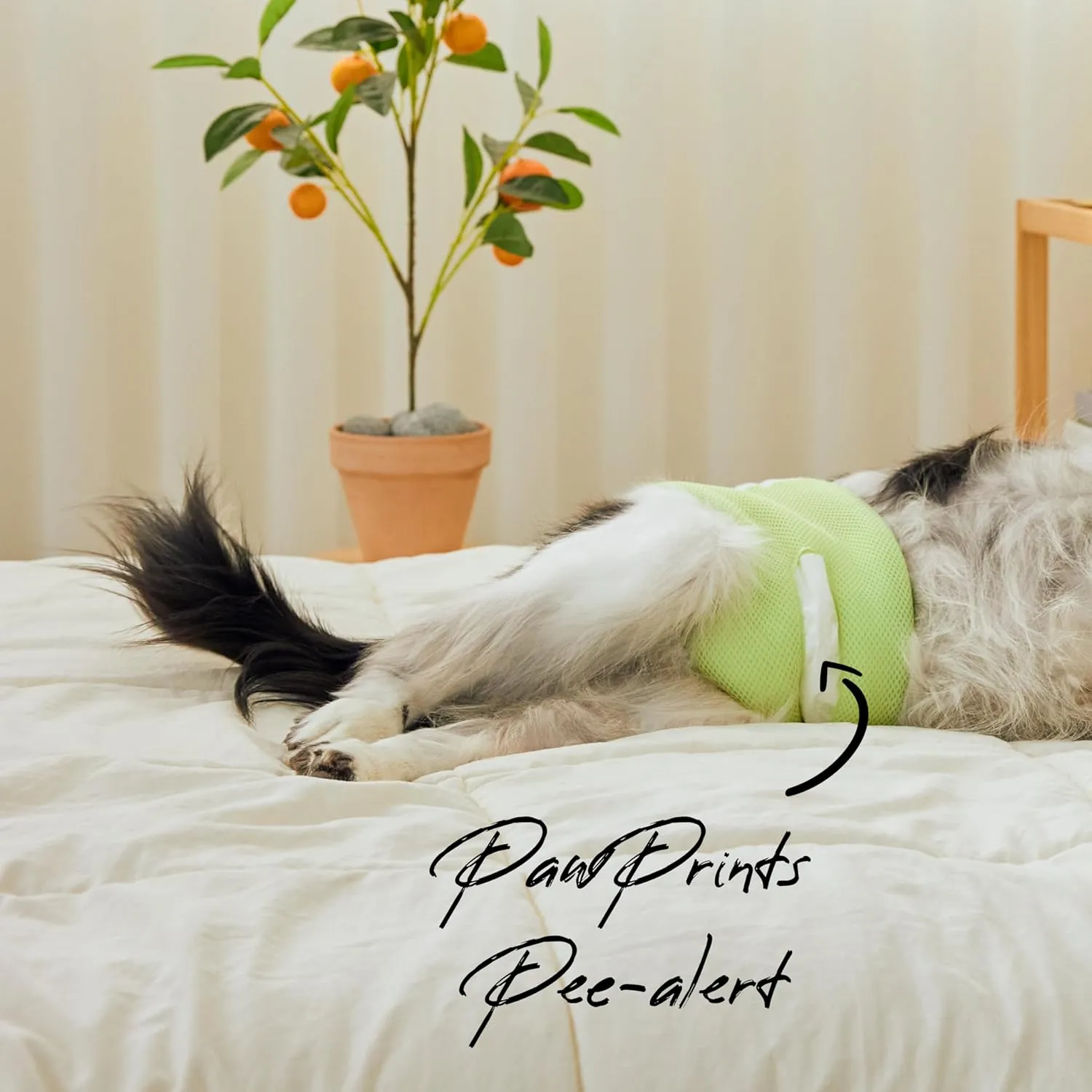 WICKEDPUP Male Dog Belly Band Kit, 50 Diaper Pads & 1 Reusable Male Wrap (Size 3 (21.5"-26" Waist))